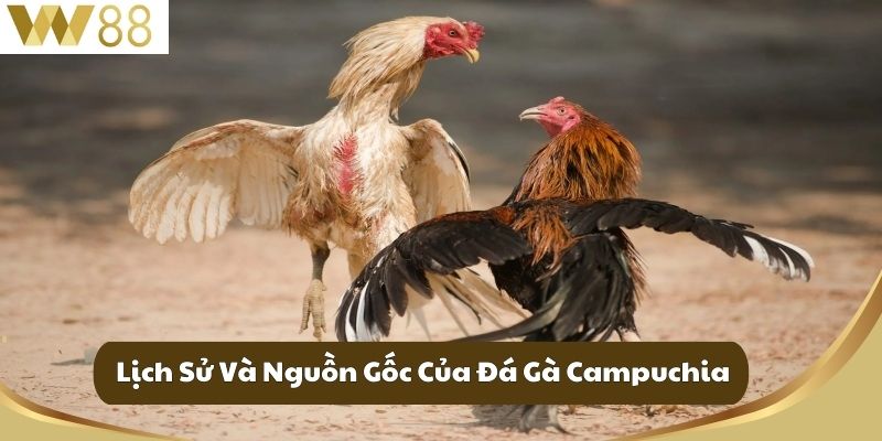 Đá Gà Campuchia - Nơi Hội Ngộ Những Kê Thủ Đam Mê 2 Lịch Sử Và Nguồn Gốc Của Đá Gà Campuchia