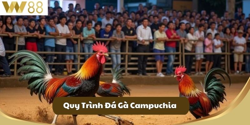 Đá Gà Campuchia - Nơi Hội Ngộ Những Kê Thủ Đam Mê 3 Quy Trình Đá Gà Campuchia