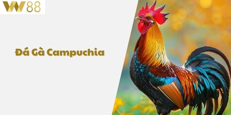 Đá Gà Campuchia - Nơi Hội Ngộ Những Kê Thủ Đam Mê 1 Đá gà Campuchia