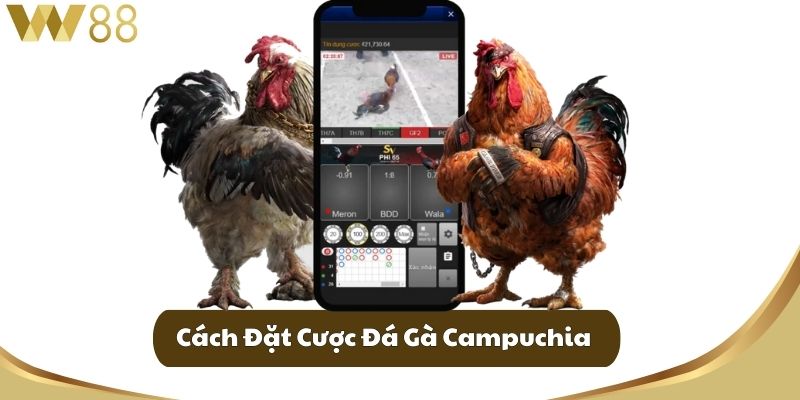 Đá Gà Campuchia - Nơi Hội Ngộ Những Kê Thủ Đam Mê 4 Cách Đặt Cược Đá Gà Campuchia