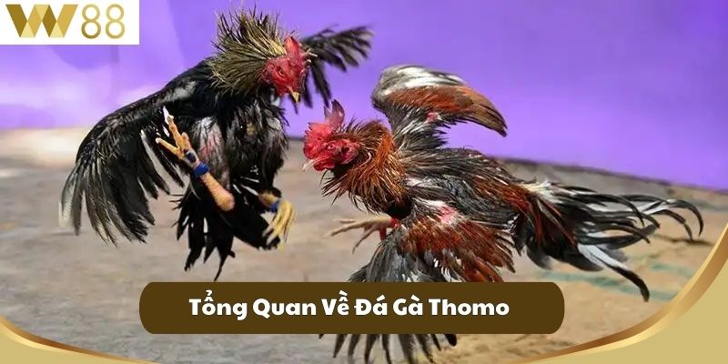 Đá Gà Thomo Trực Tiếp W88 Nơi Kết Nối Đam Mê Của Kê Thủ 2 Tổng Quan Về Đá Gà Thomo
