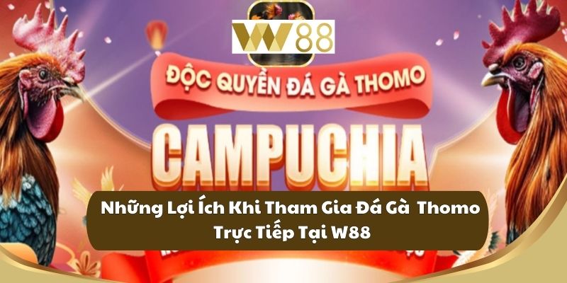 Đá Gà Thomo Trực Tiếp W88 Nơi Kết Nối Đam Mê Của Kê Thủ 3 Những Lợi Ích Khi Tham Gia Đá Gà Thomo Trực Tiếp Tại W88