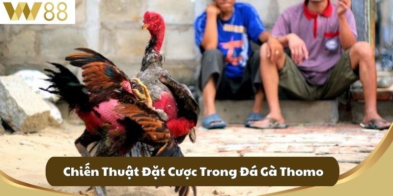Đá Gà Thomo Trực Tiếp W88 Nơi Kết Nối Đam Mê Của Kê Thủ 4 Chiến Thuật Đặt Cược Trong Đá Gà Thomo