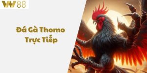 Đá gà thomo trực tiếp