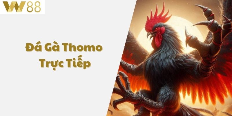 Đá Gà Thomo Trực Tiếp W88 Nơi Kết Nối Đam Mê Của Kê Thủ 1 Đá gà thomo trực tiếp