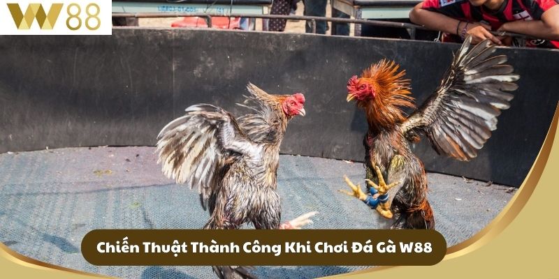 Đá Gà W88 - Hành Trình Đầy Hấp Dẫn Và Kịch Tính 3 Chiến Thuật Thành Công Khi Chơi Đá Gà W88