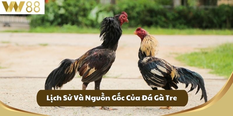 Hướng Dẫn Đá Gà Tre - Bí Quyết Để Thắng Kèo Đá Gà Tại W88 2 Lịch Sử Và Nguồn Gốc Của Đá Gà Tre