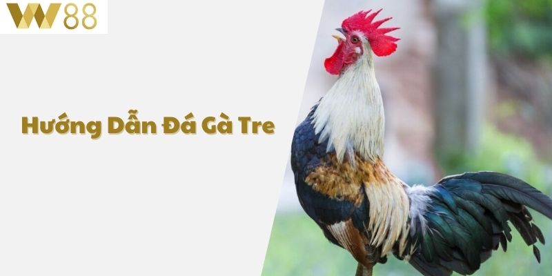 Hướng Dẫn Đá Gà Tre - Bí Quyết Để Thắng Kèo Đá Gà Tại W88 1 Hướng dẫn đá gà tre